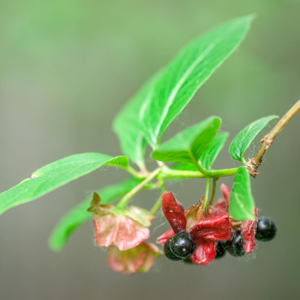 Myrttikuusama - Lonicera involucrata var. ledebourii