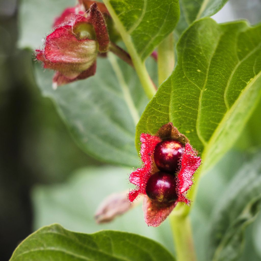 Myrttikuusama - Lonicera involucrata var. ledebourii