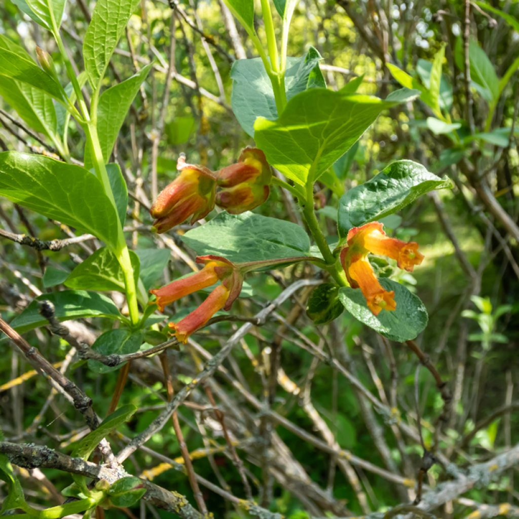 Myrttikuusama - Lonicera involucrata var. ledebourii
