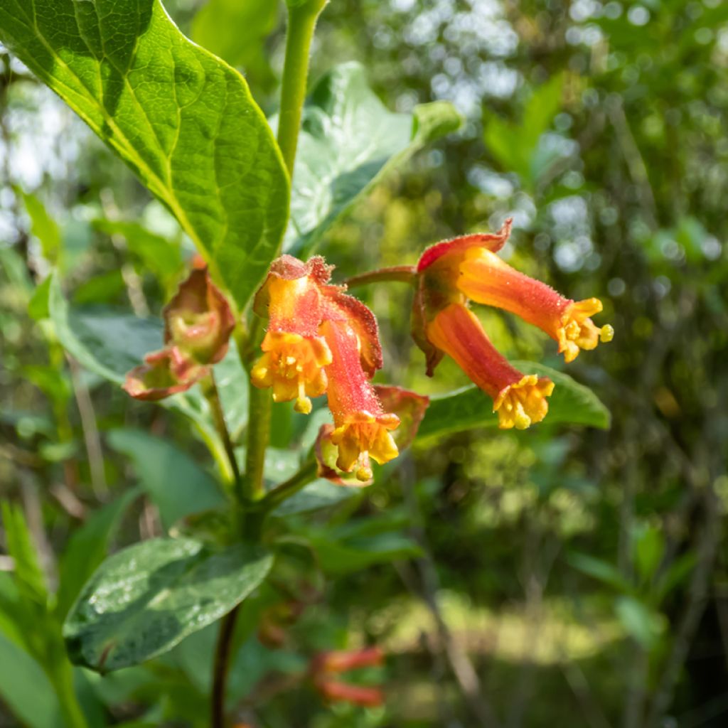Myrttikuusama - Lonicera involucrata var. ledebourii