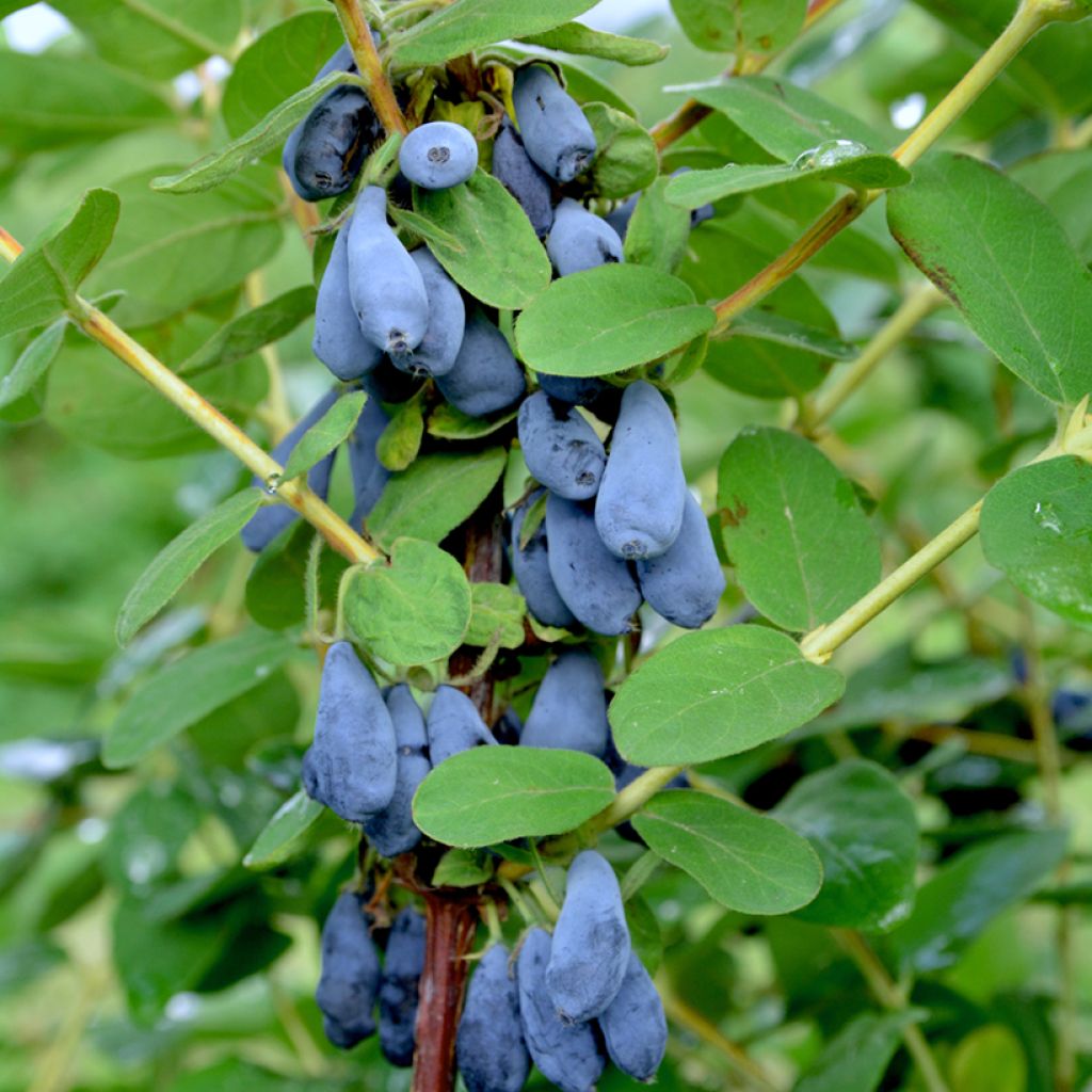 Makeasinikuusama (hunajamarja) Siniczka