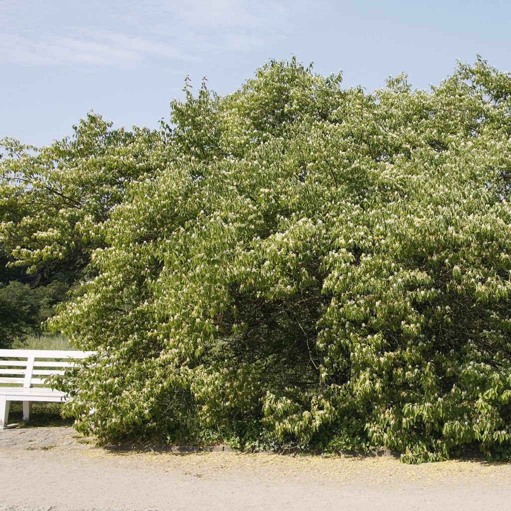 Koreankuusama - Lonicera maackii