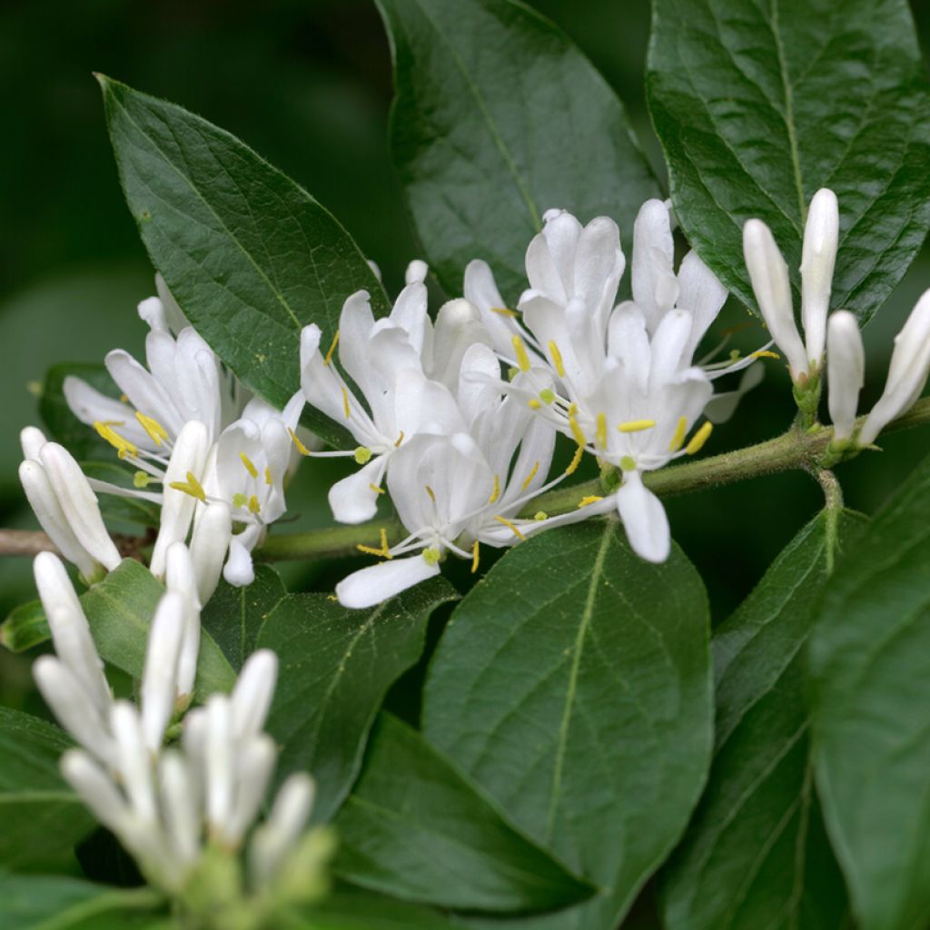 Koreankuusama - Lonicera maackii