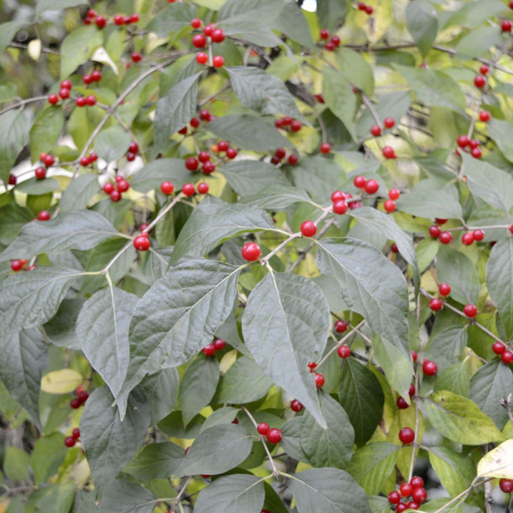Koreankuusama - Lonicera maackii