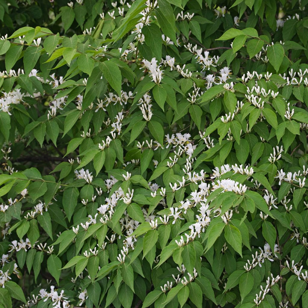 Koreankuusama - Lonicera maackii
