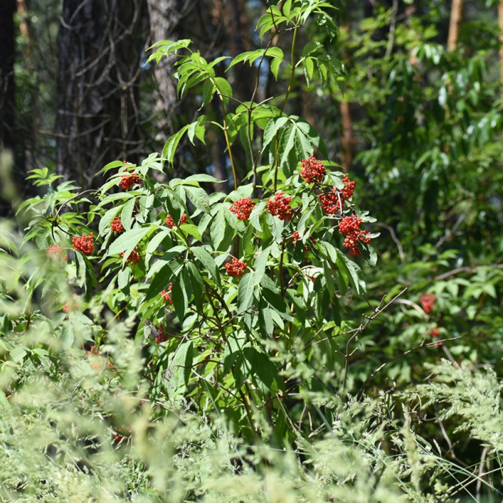 Koreankuusama - Lonicera maackii