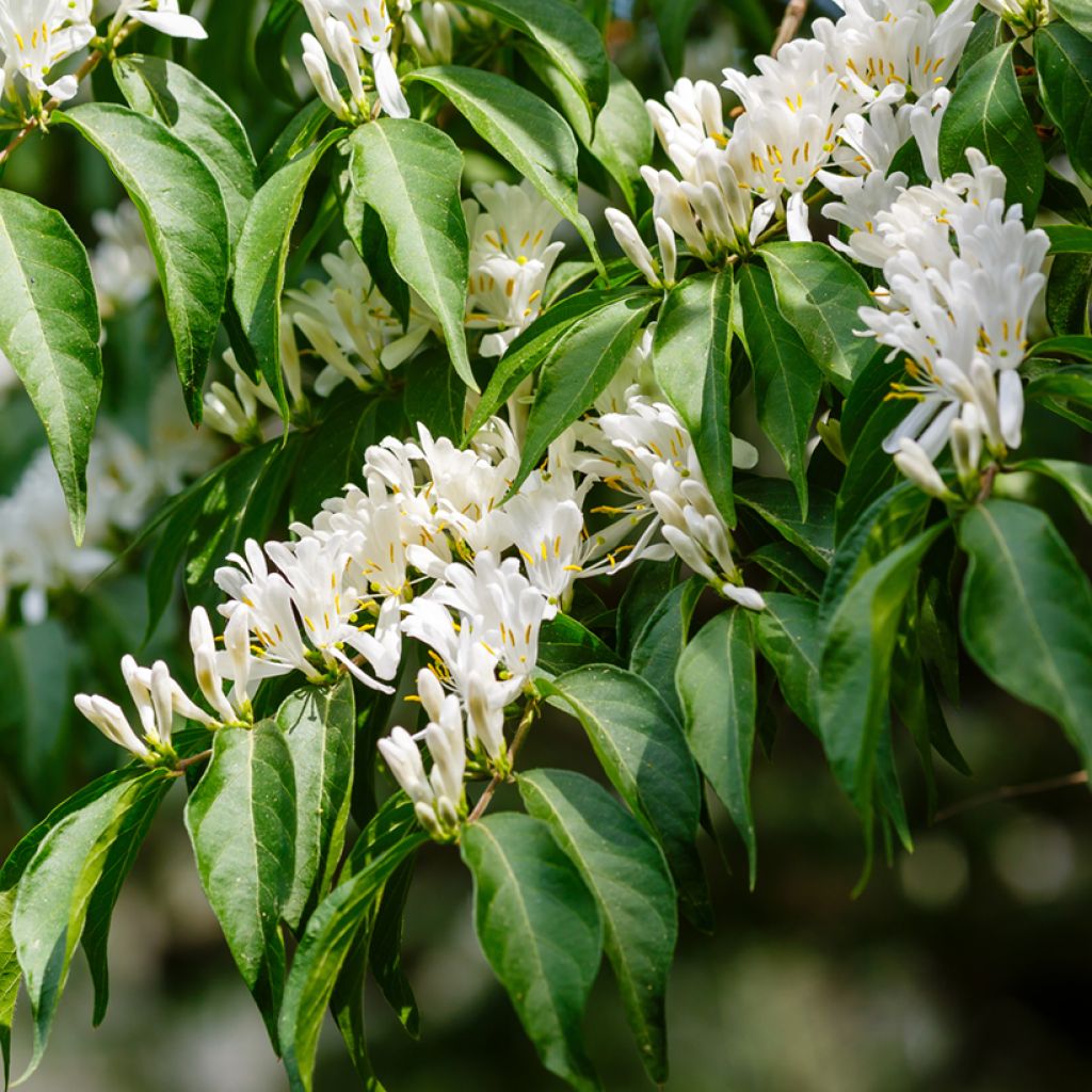 Koreankuusama - Lonicera maackii