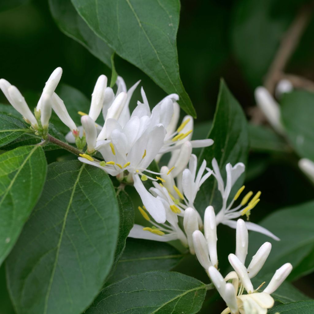 Koreankuusama - Lonicera maackii