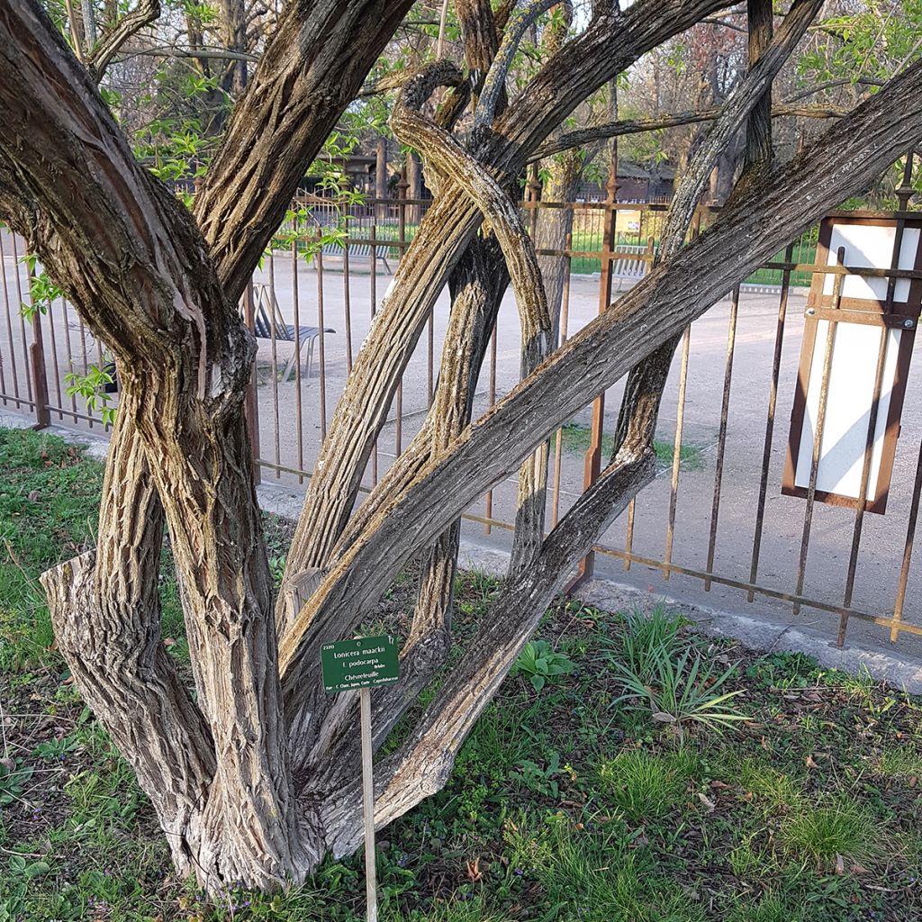 Koreankuusama - Lonicera maackii