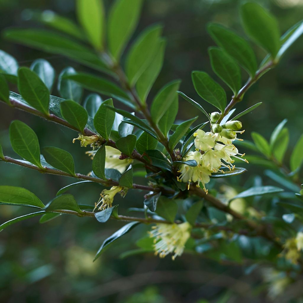 Myrttikuusama - Lonicera nitida