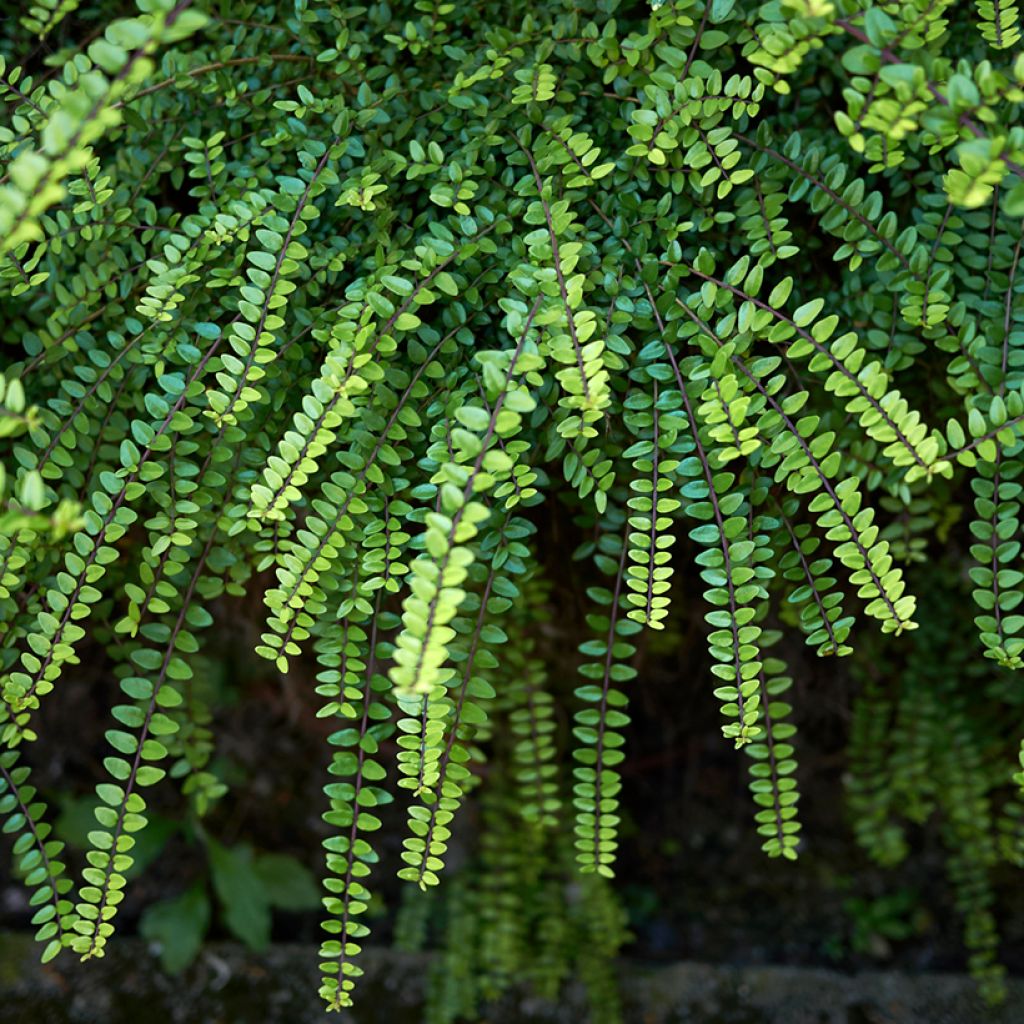 Myrttikuusama Ernest Wilson