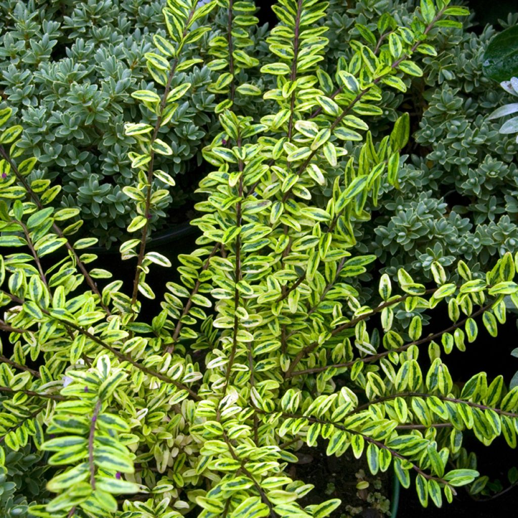 Myrttikuusama Lemon Beauty