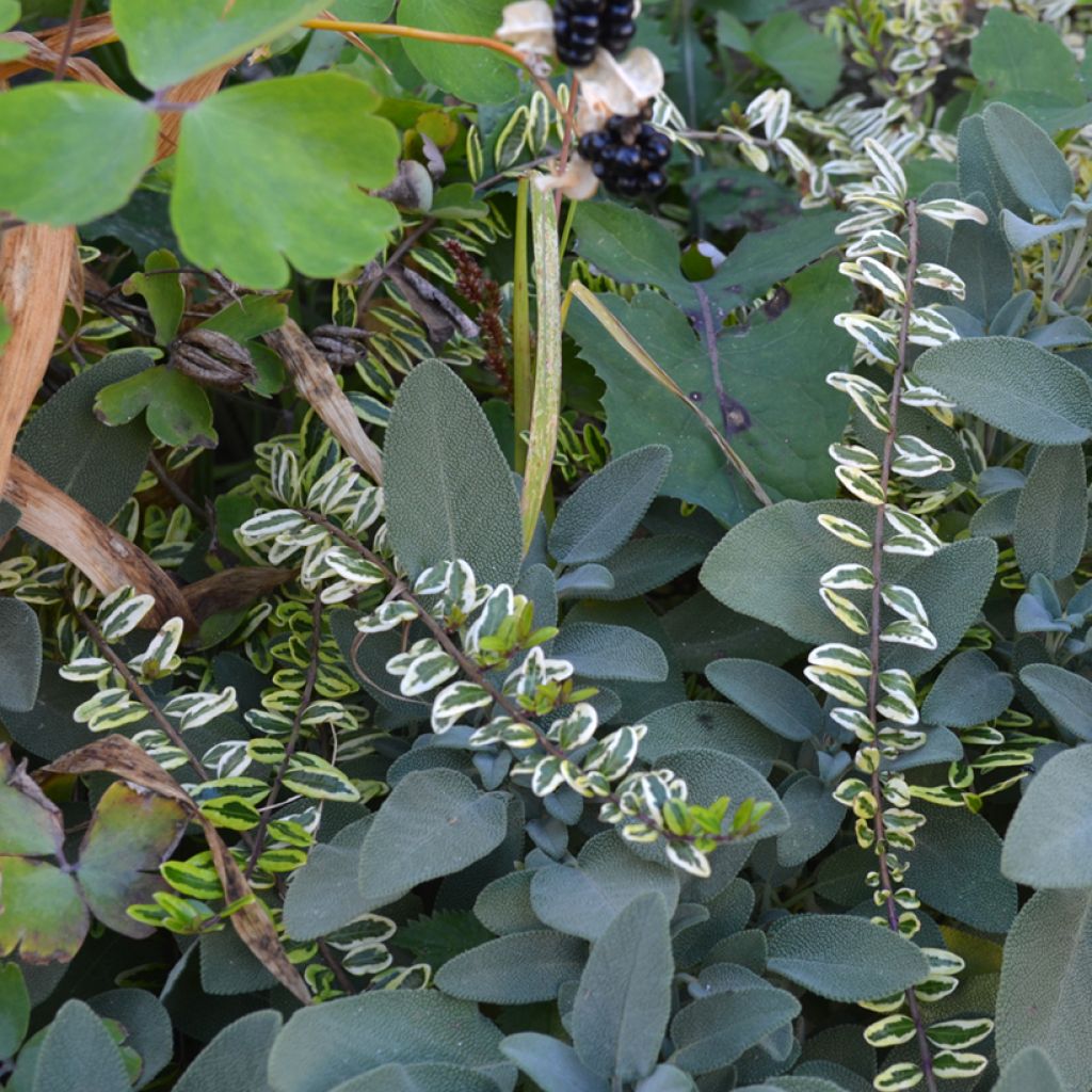 Myrttikuusama Lemon Beauty