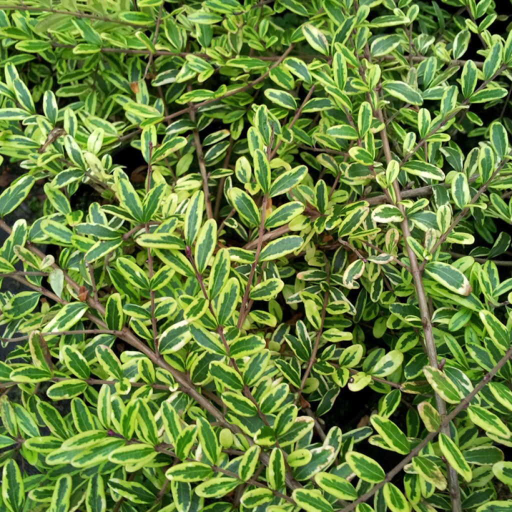Myrttikuusama Lemon Beauty