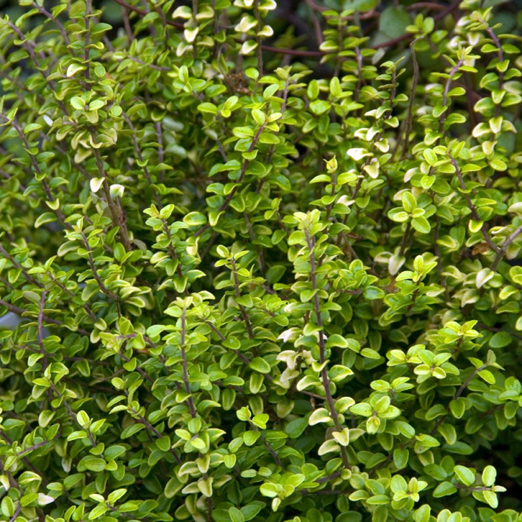 Myrttikuusama Twiggy