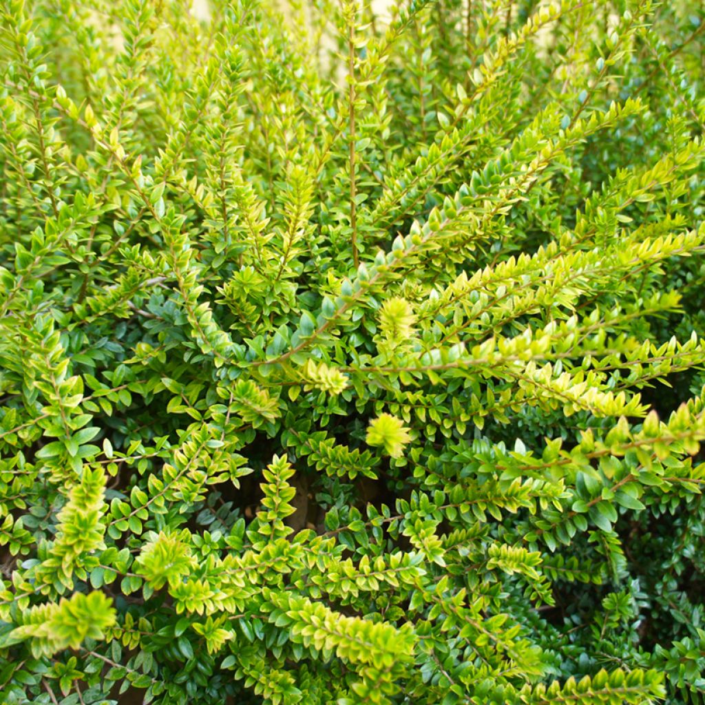 Myrttikuusama Twiggy