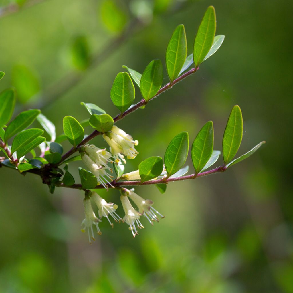 Varpukuusama - Lonicera pileata