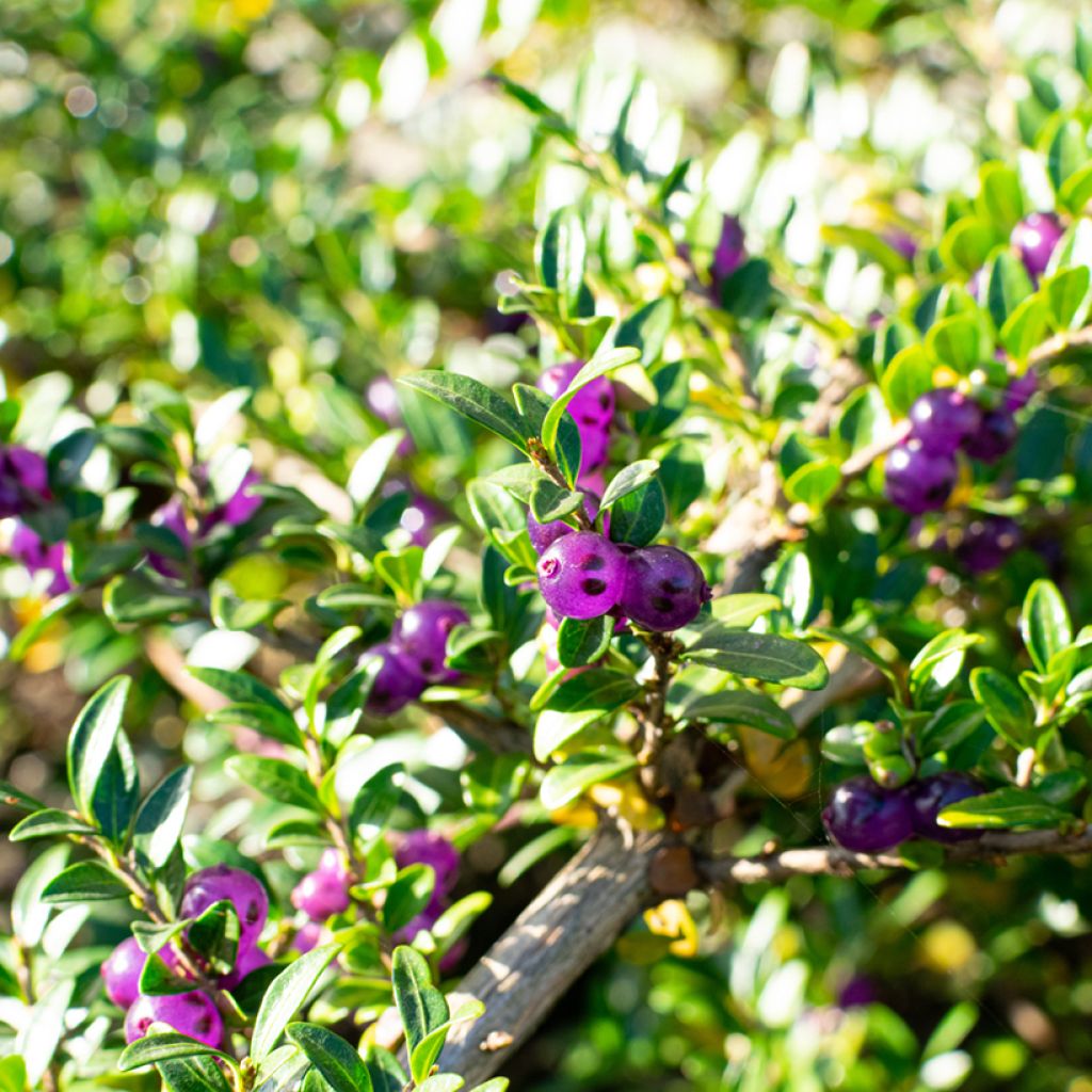 Varpukuusama - Lonicera pileata