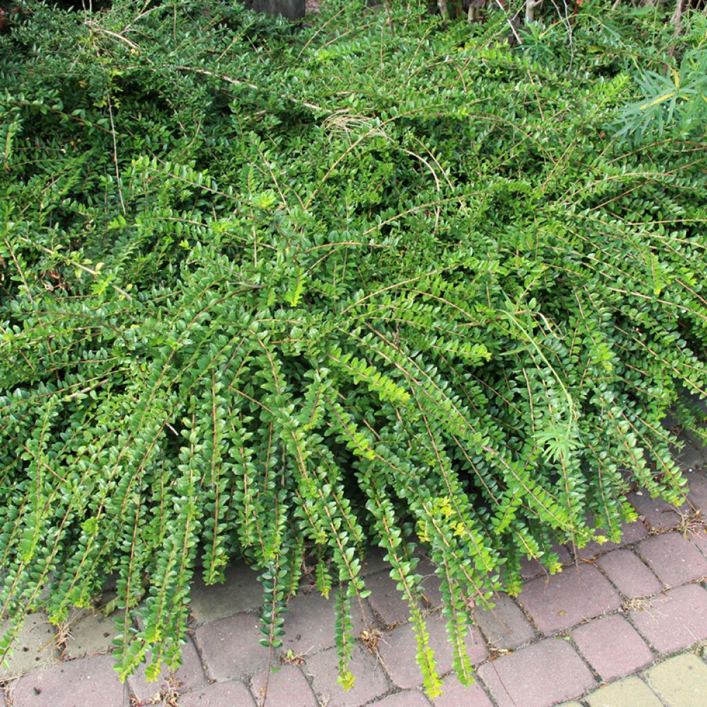Varpukuusama - Lonicera pileata