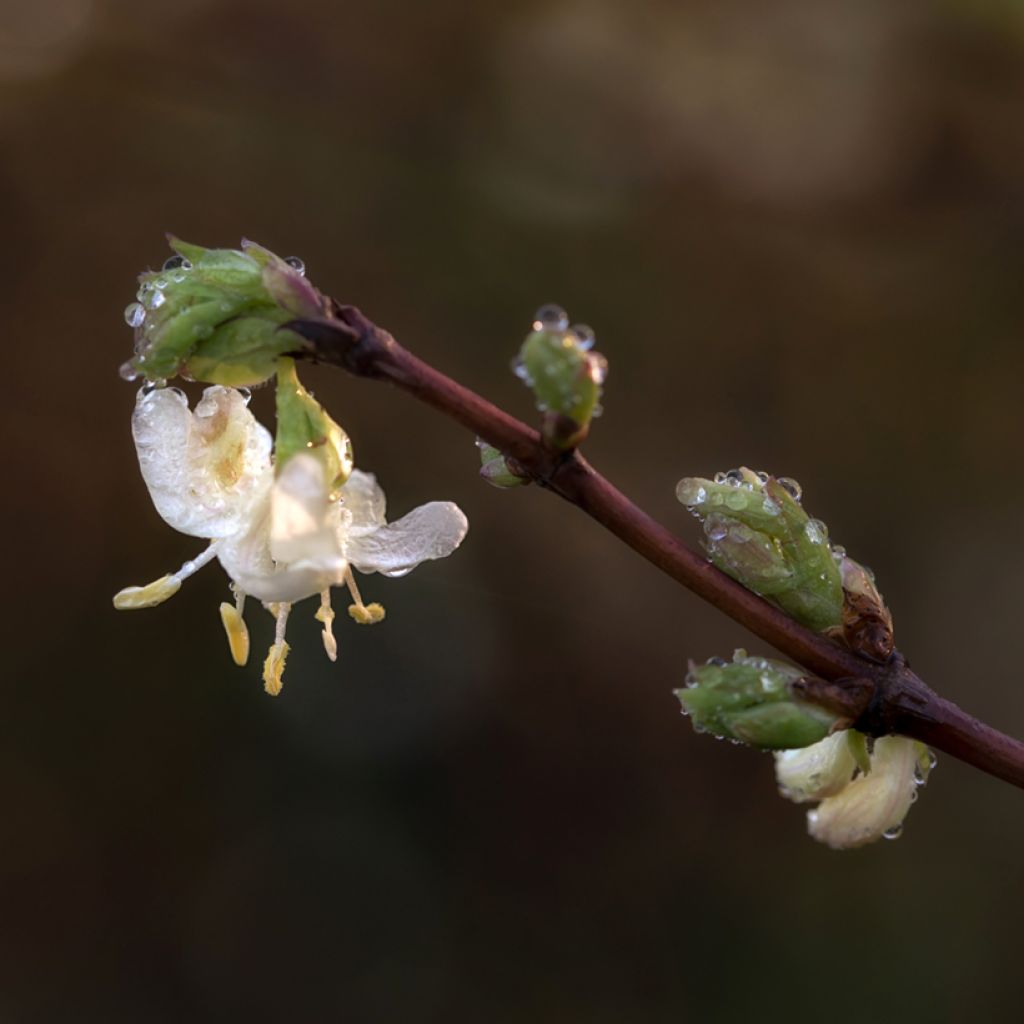 Talvikuusama Winter Beauty
