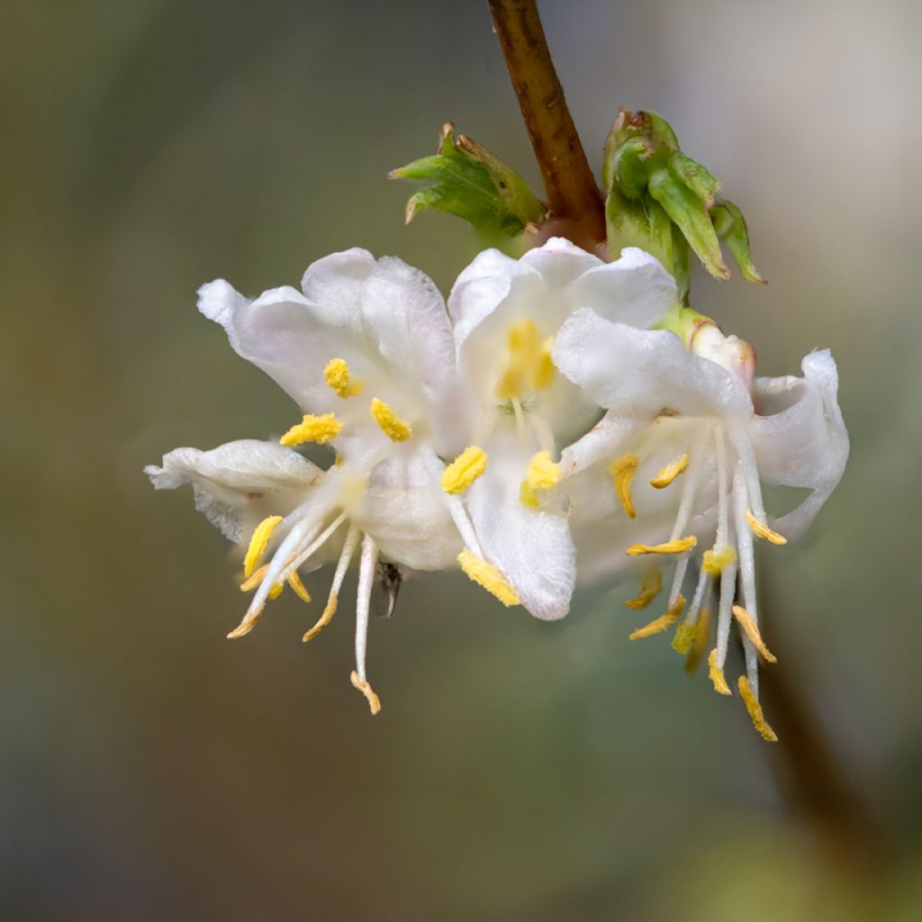 Talvikuusama Winter Beauty
