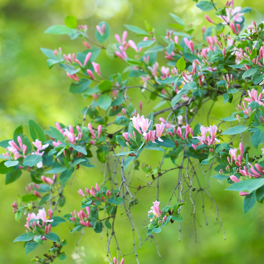 Rusokuusama - Lonicera tatarica