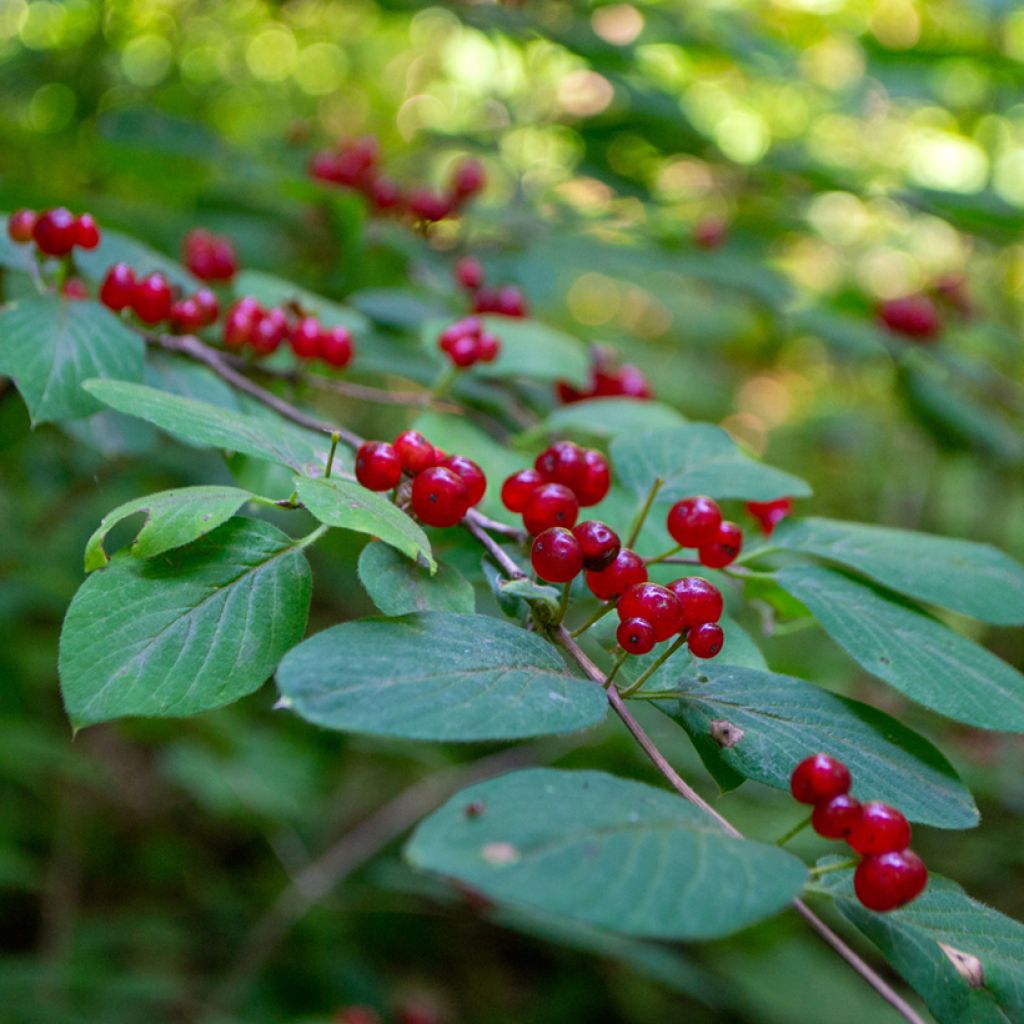 Rusokuusama - Lonicera tatarica