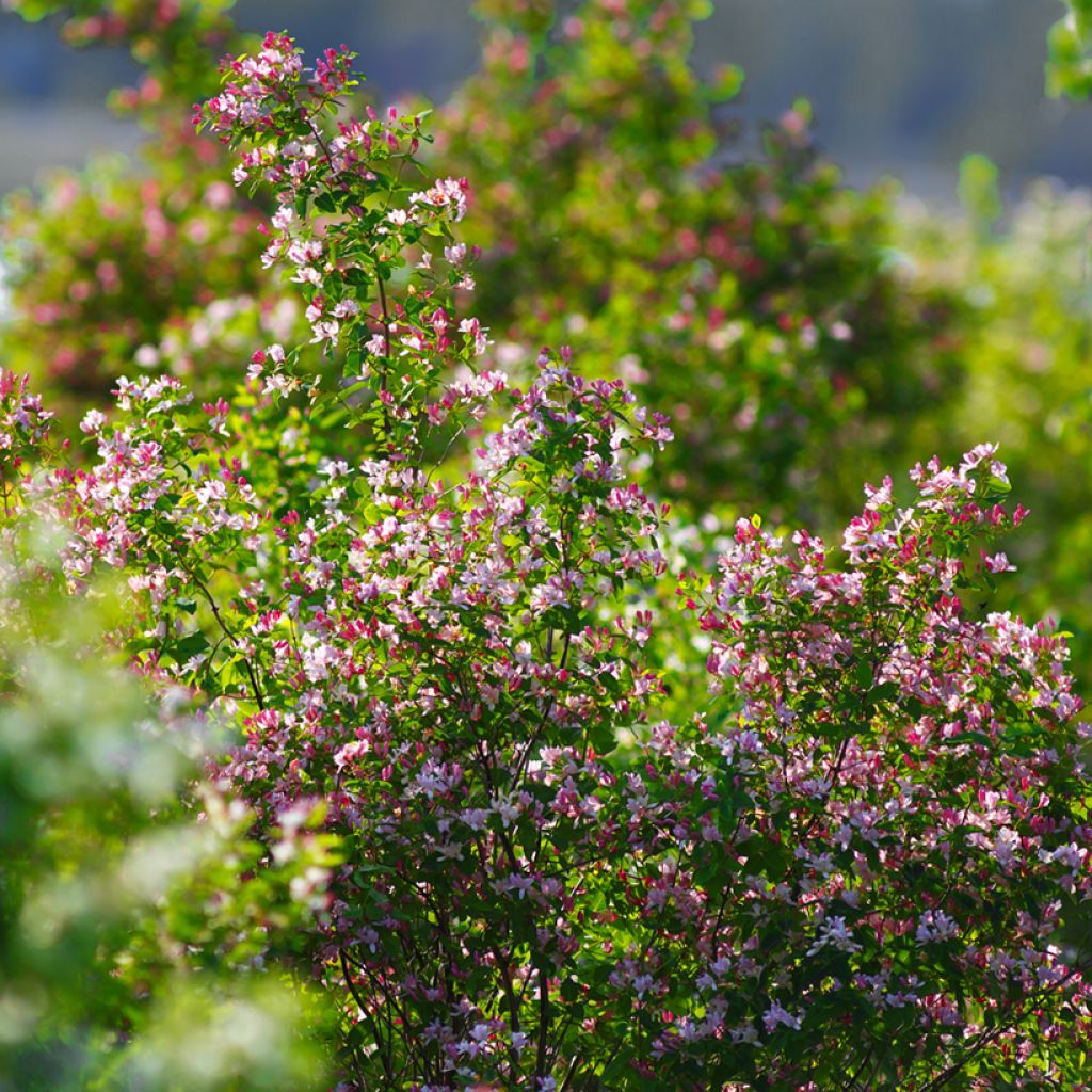 Rusokuusama - Lonicera tatarica