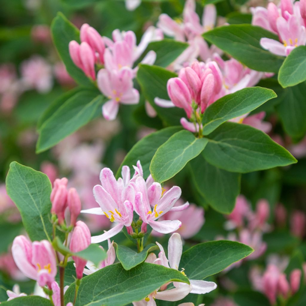 Rusokuusama - Lonicera tatarica