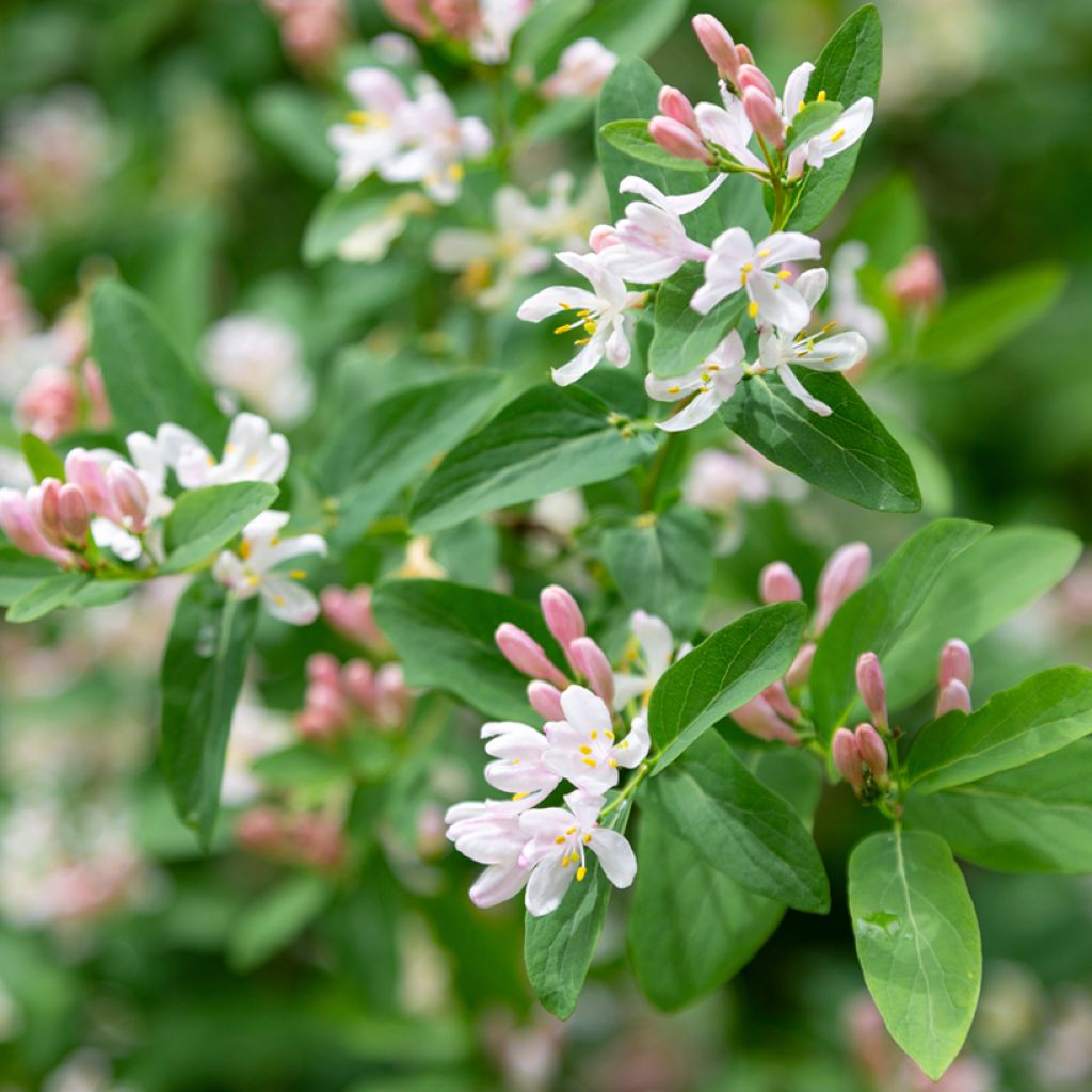 Rusokuusama - Lonicera tatarica