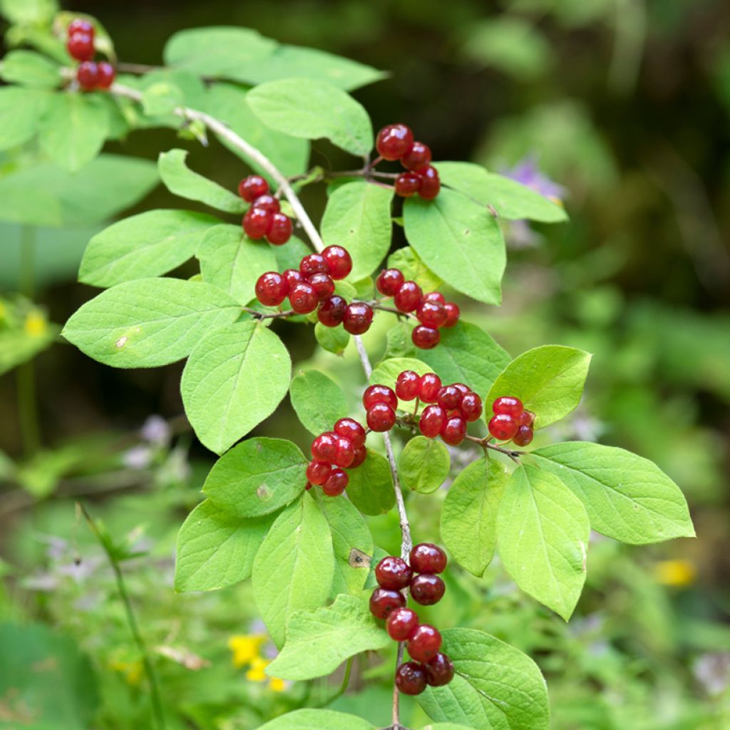 Lehtokuusama - Lonicera xylosteum