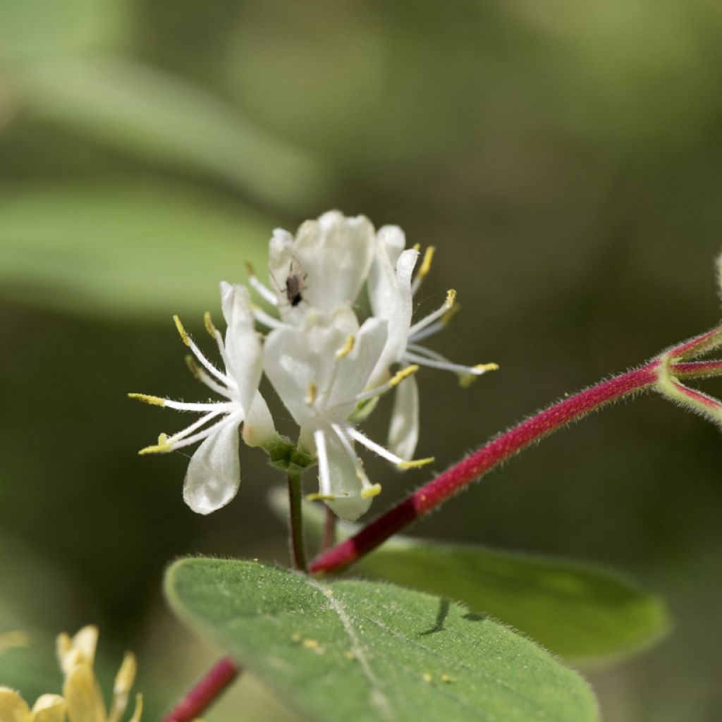 Lehtokuusama - Lonicera xylosteum