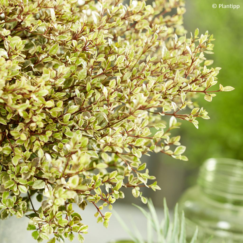 Lophomyrtus ralphii Golden dragon