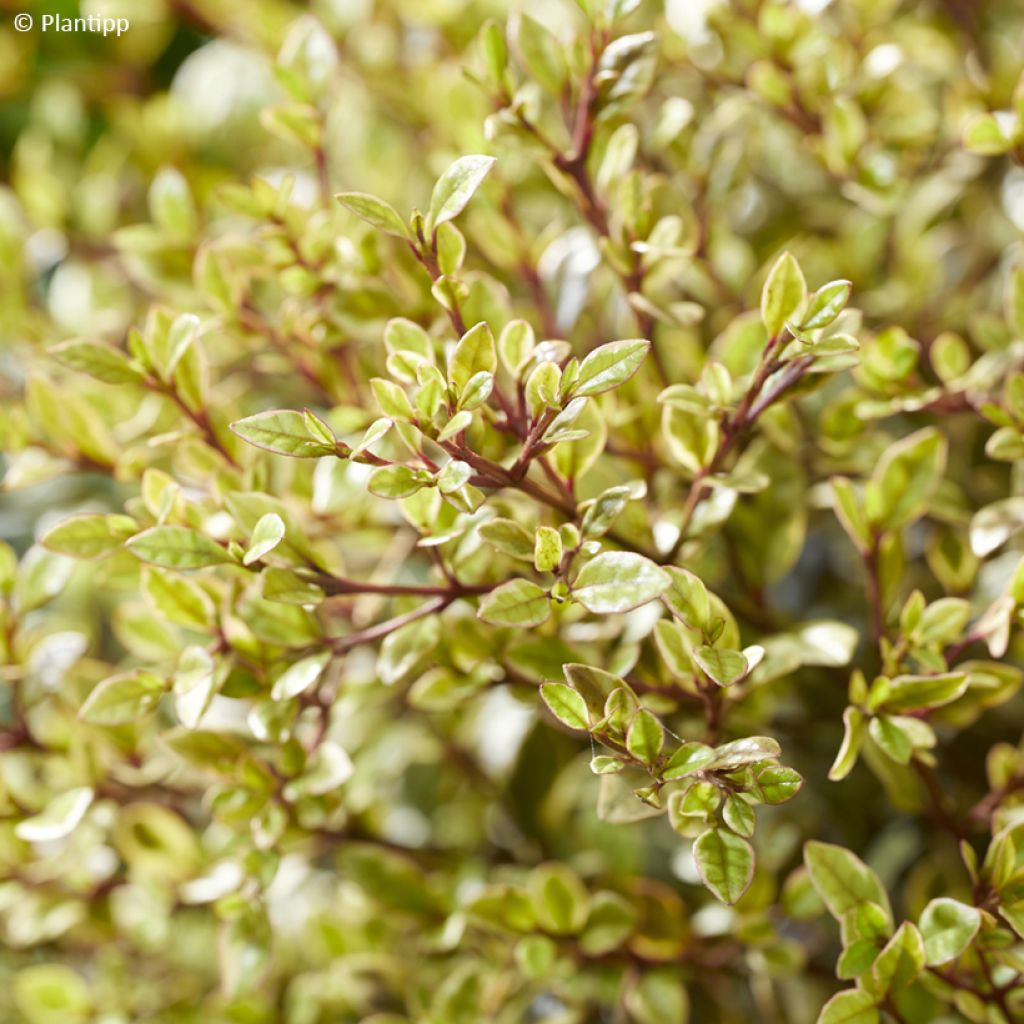 Lophomyrtus ralphii Golden dragon