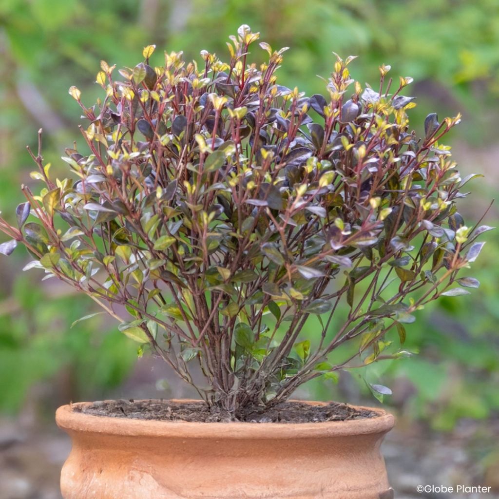 Lophomyrtus ralphii Black Stallion