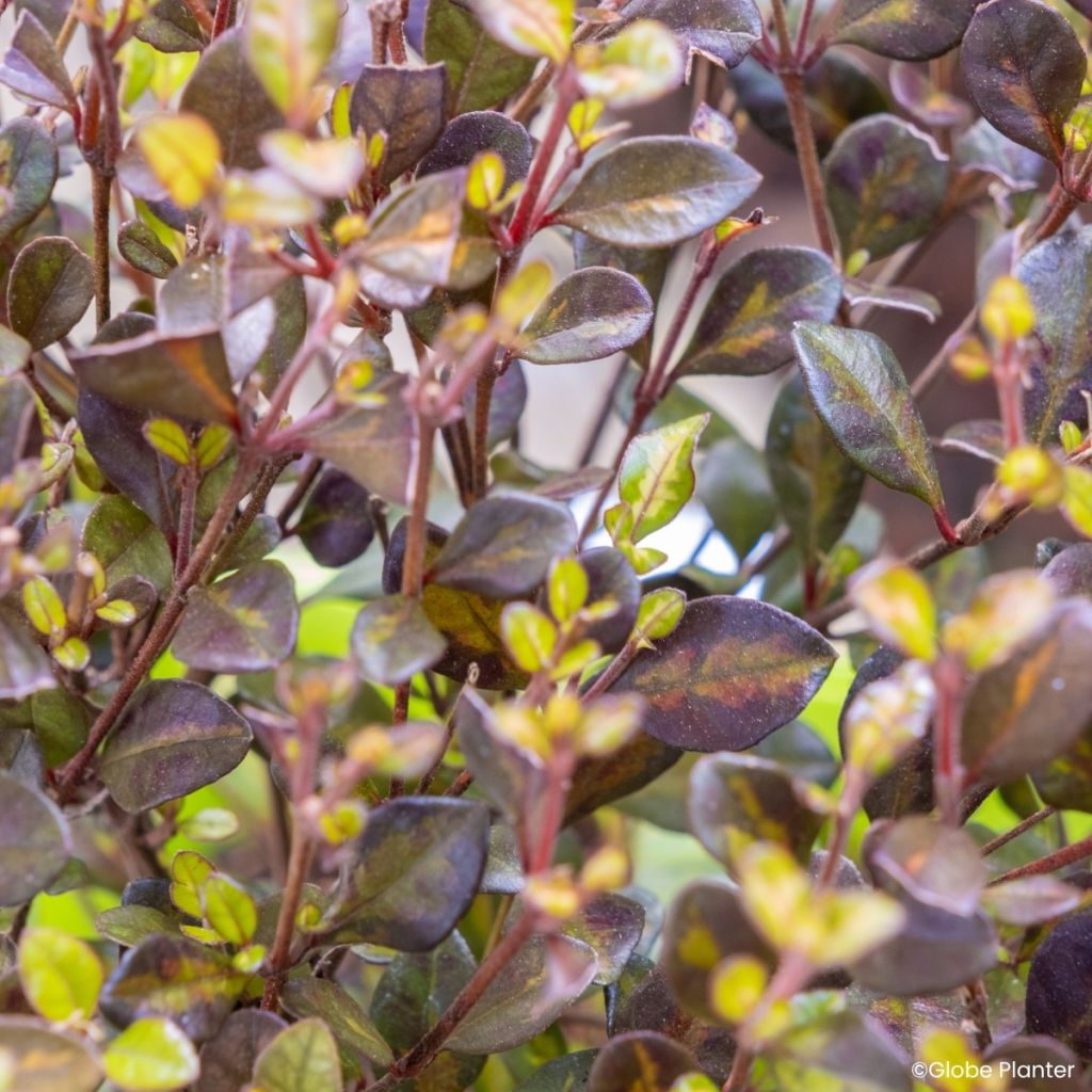 Lophomyrtus ralphii Black Stallion