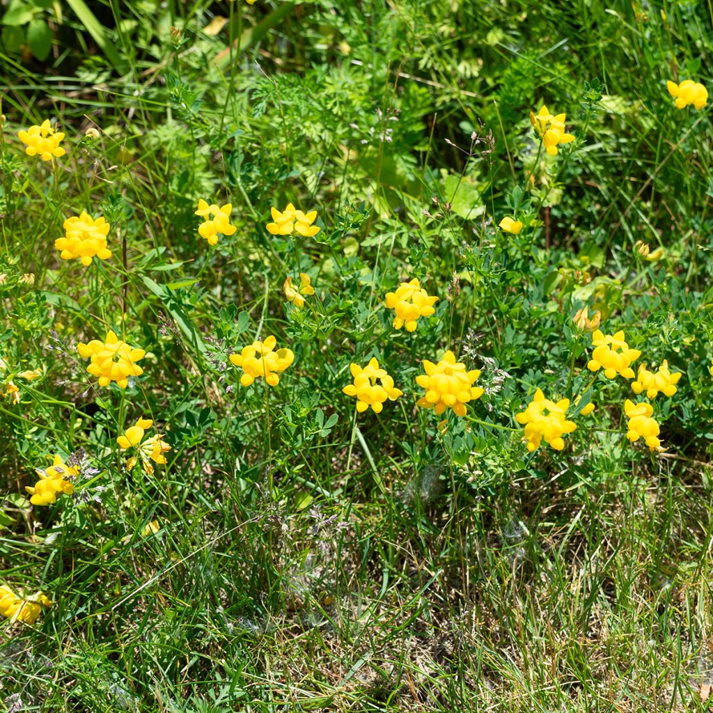 Keltamaite - Lotus corniculatus