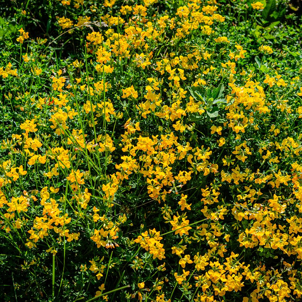 Keltamaite - Lotus corniculatus