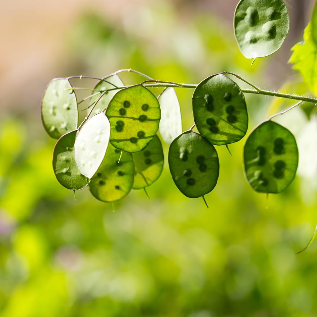 Ikikuuruoho - Lunaria rediviva