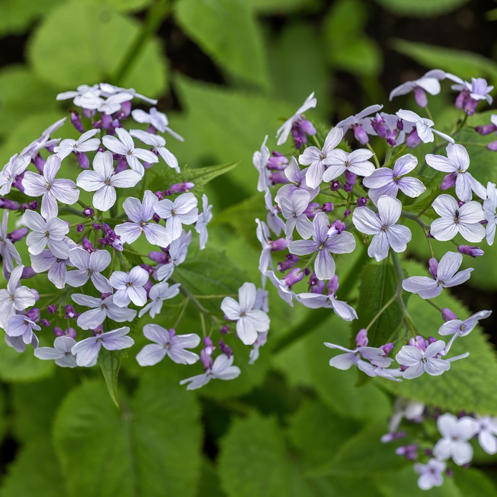 Ikikuuruoho - Lunaria rediviva