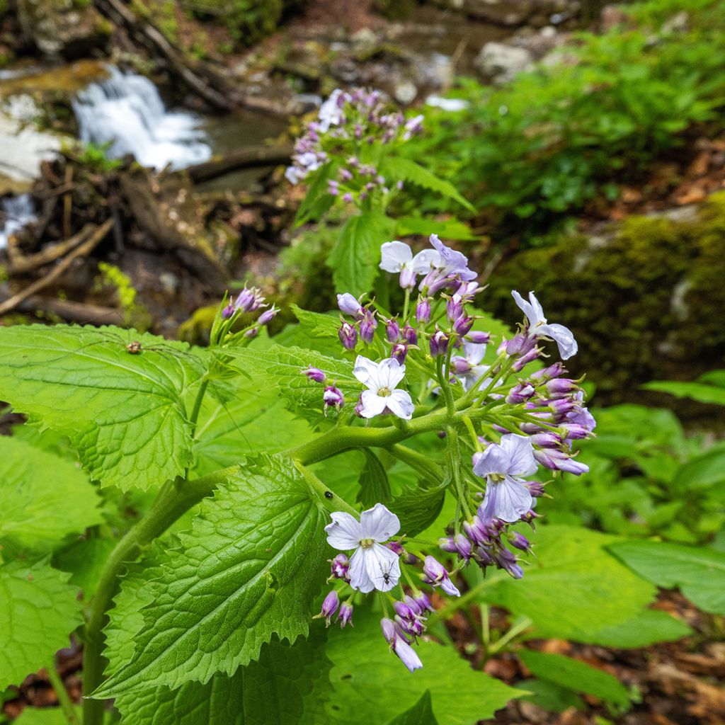 Ikikuuruoho - Lunaria rediviva