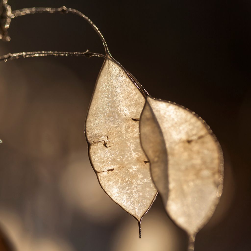 Ikikuuruoho - Lunaria rediviva