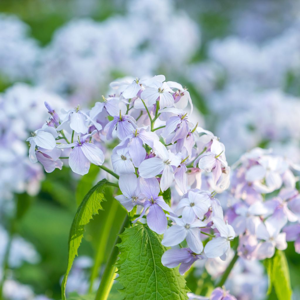 Ikikuuruoho - Lunaria rediviva