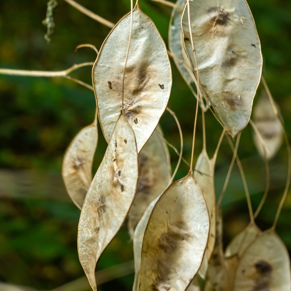 Ikikuuruoho - Lunaria rediviva