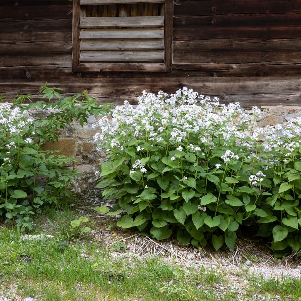 Ikikuuruoho - Lunaria rediviva