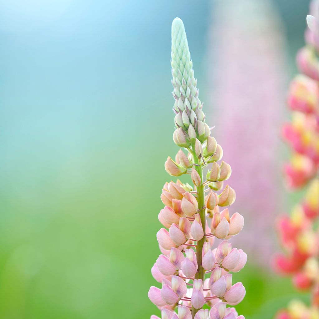 Komealupiini West Country Blossom