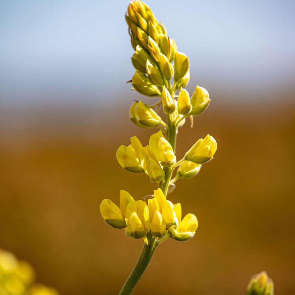 Komealupiini - Lupinus arboreus