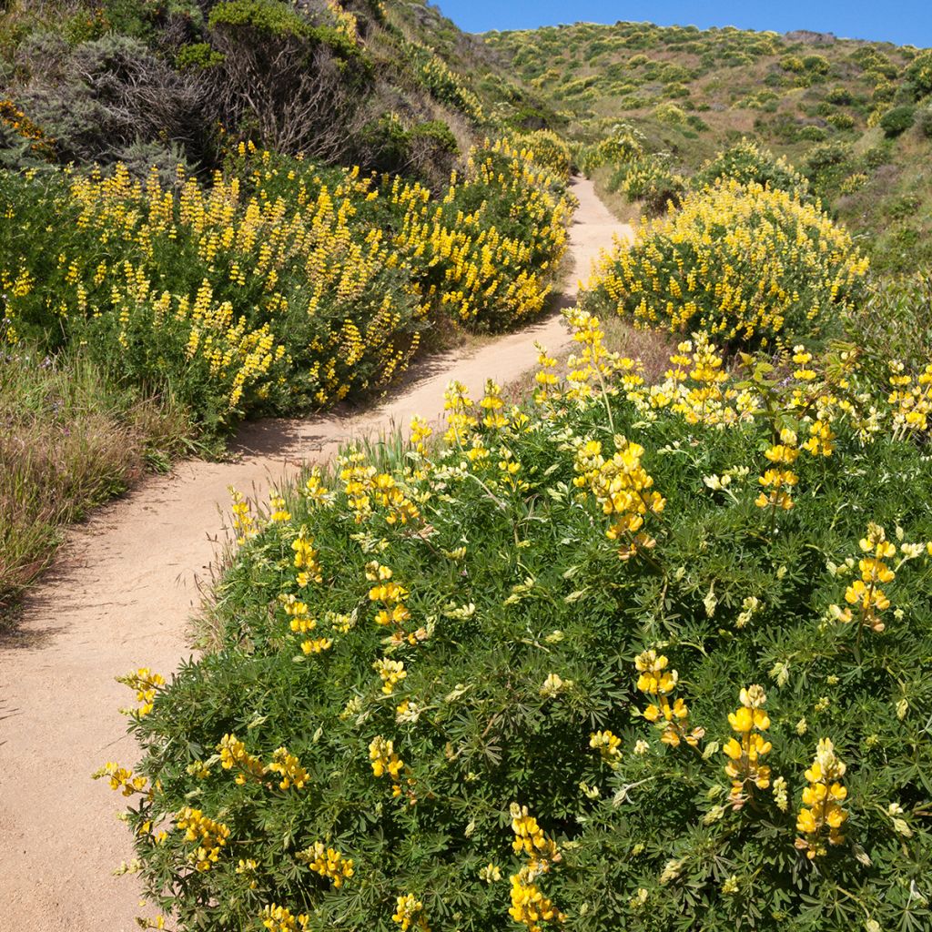 Komealupiini - Lupinus arboreus