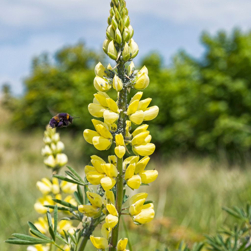 Komealupiini - Lupinus arboreus