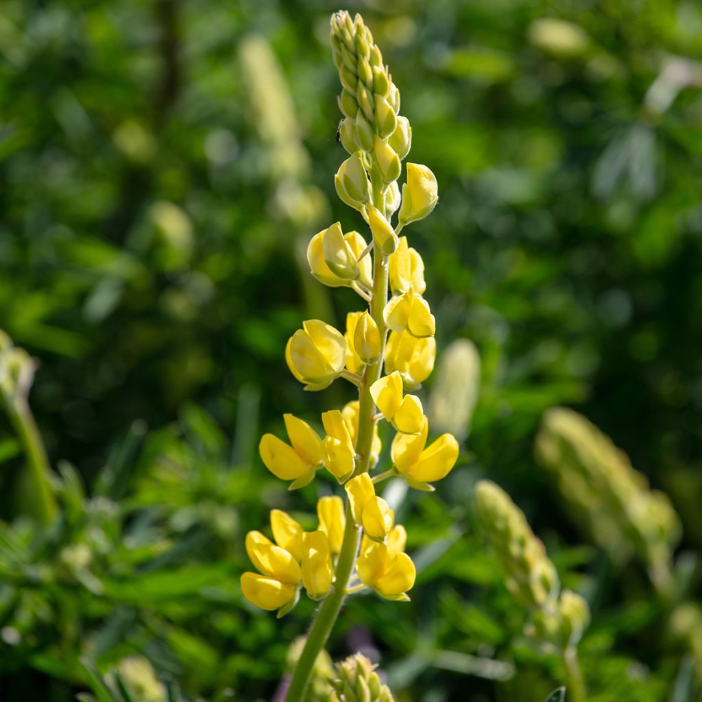 Komealupiini - Lupinus arboreus